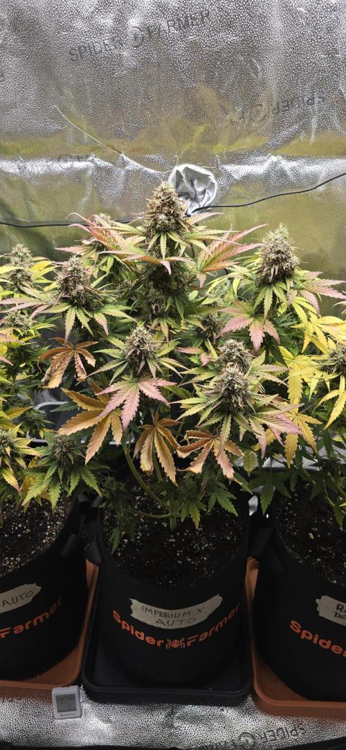 🔥3 Strains Chaos - Anesia Seeds grow. Week 10 - Imperium X Day 67