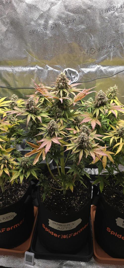 🔥3 Strains Chaos - Anesia Seeds grow. Week 10 - Imperium X Day 68