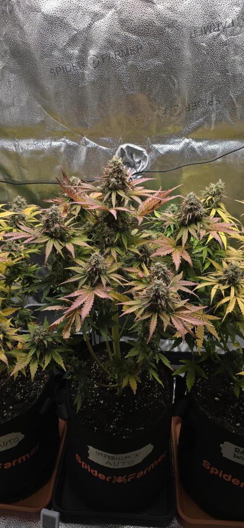 🔥3 Strains Chaos - Anesia Seeds grow. Week 10 - Imperium X Day 69