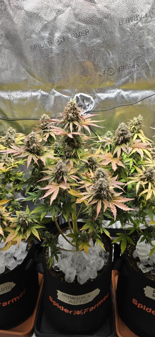 🔥3 Strains Chaos - Anesia Seeds grow. Week 10 - Imperium X Day 70