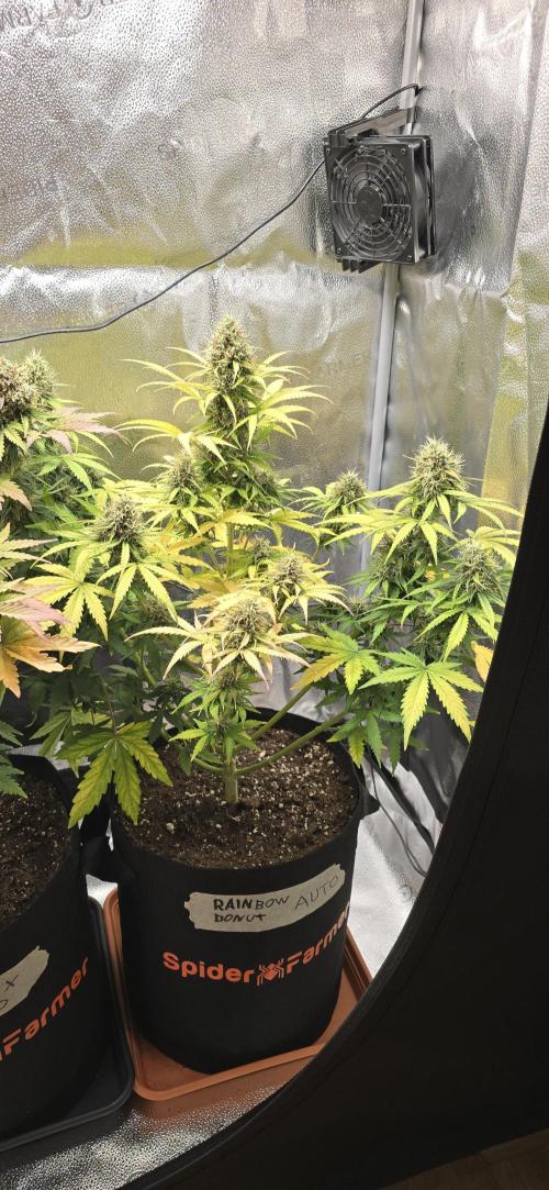 🔥3 Strains Chaos - Anesia Seeds grow. Week 10 - Rainbow Donut Day 64
