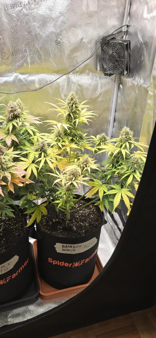 🔥3 Strains Chaos - Anesia Seeds grow. Week 10 - Rainbow Donut Day 65