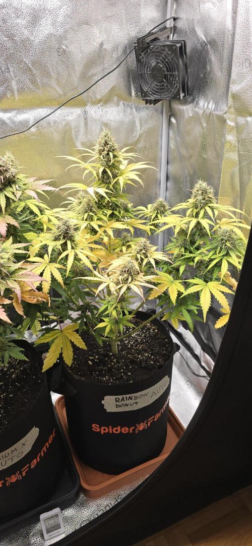 🔥3 Strains Chaos - Anesia Seeds grow. Week 10 - Rainbow Donut Day 66