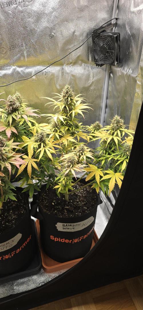 🔥3 Strains Chaos - Anesia Seeds grow. Week 10 - Rainbow Donut Day 67