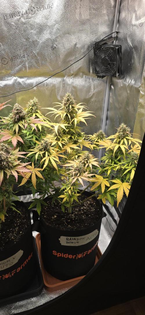 🔥3 Strains Chaos - Anesia Seeds grow. Week 10 - Rainbow Donut Day 68