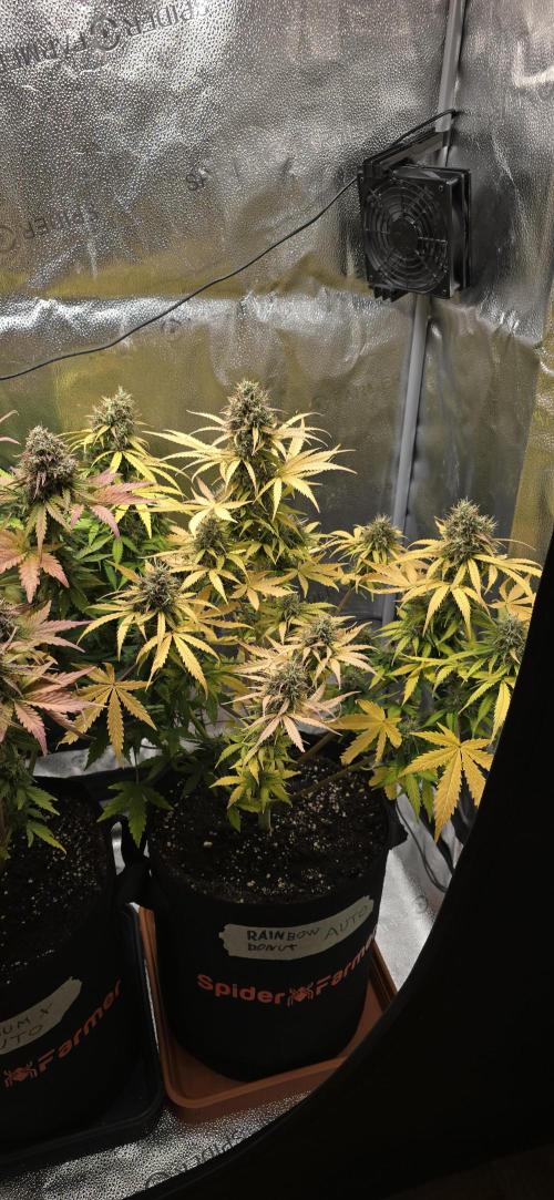 🔥3 Strains Chaos - Anesia Seeds grow. Week 10 - Rainbow Donut Day 69
