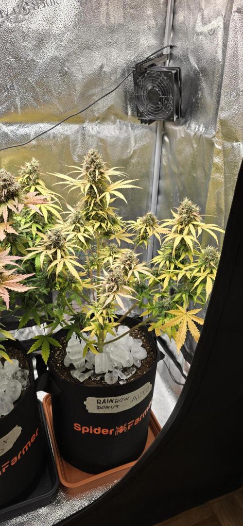 🔥3 Strains Chaos - Anesia Seeds grow. Week 10 - Rainbow Donut Day 70