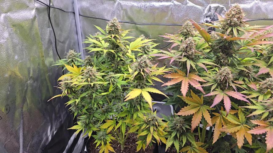 🔥3 Strains Chaos - Anesia Seeds grow