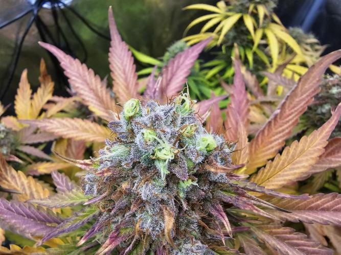 🔥3 Strains Chaos - Anesia Seeds grow. Week 10 - Imperium X