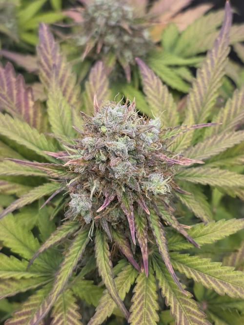 🔥3 Strains Chaos - Anesia Seeds grow. Week 10 - Imperium X