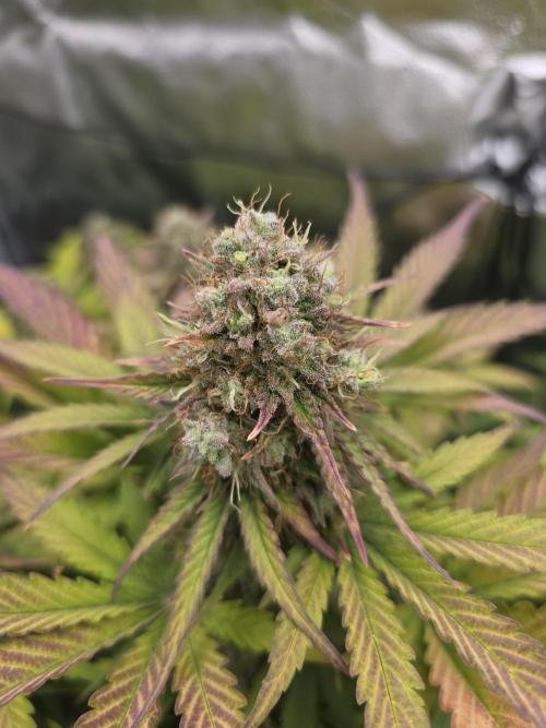 🔥3 Strains Chaos - Anesia Seeds grow. Week 10 - Imperium X