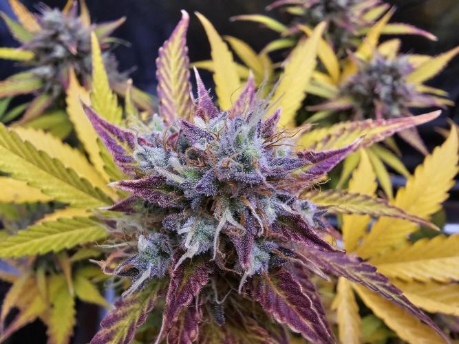 🔥3 Strains Chaos - Anesia Seeds grow. Week 10 - Blackberry Moonrocks