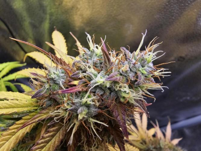🔥3 Strains Chaos - Anesia Seeds grow. Week 10 - Rainbow Donut