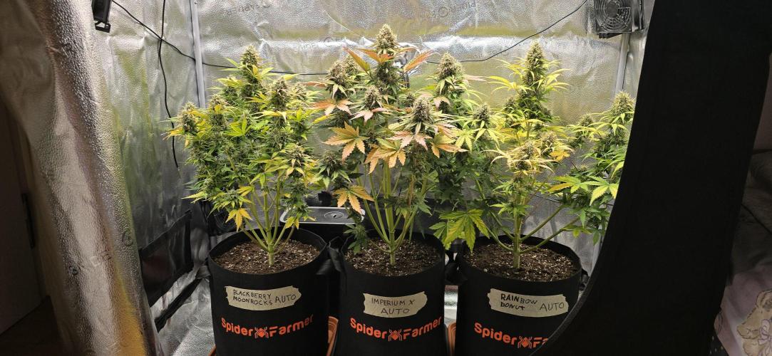 🔥3 Strains Chaos - Anesia Seeds grow. Week 10 - All 3 Day 64