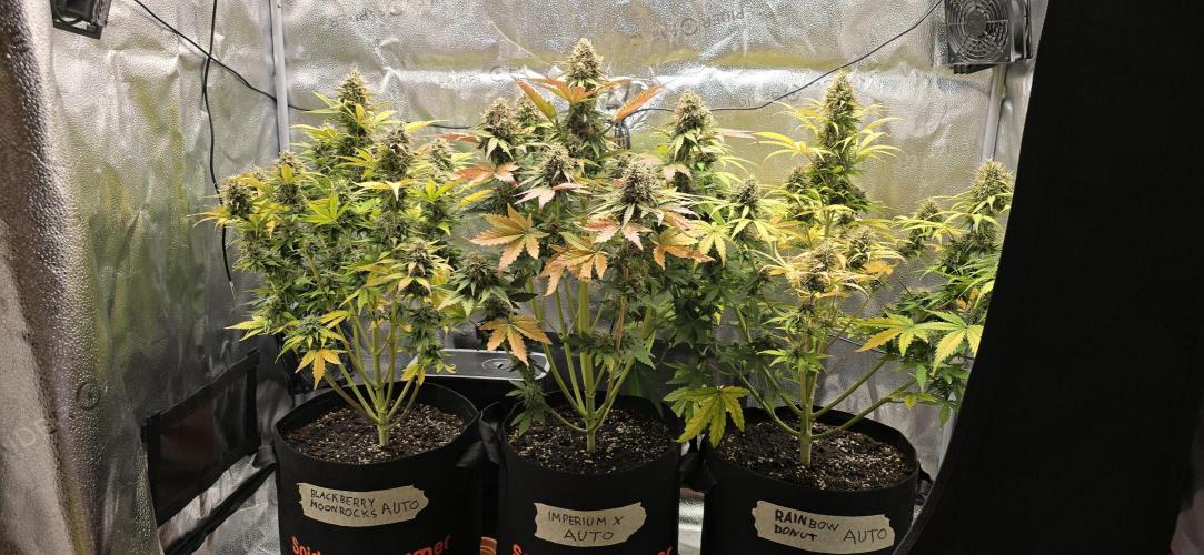🔥3 Strains Chaos - Anesia Seeds grow. Week 10 - All 3 Day 65