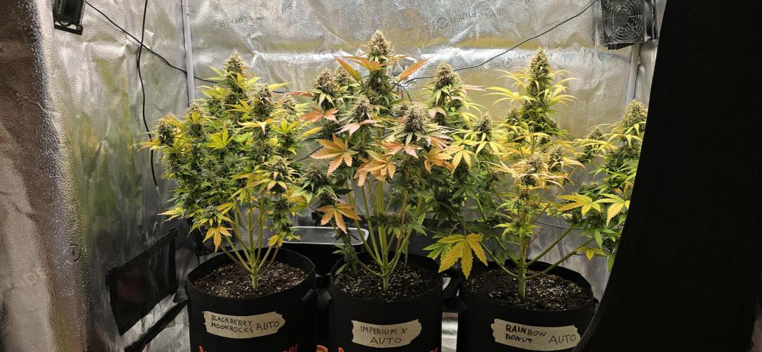 🔥3 Strains Chaos - Anesia Seeds grow. Week 10 - All 3 Day 66