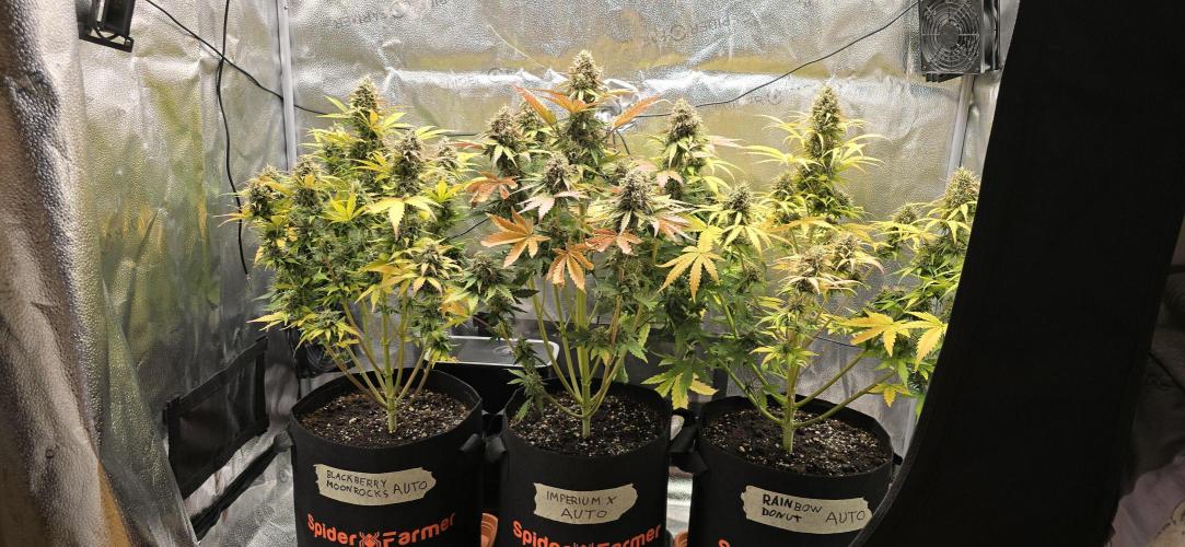 🔥3 Strains Chaos - Anesia Seeds grow. Week 10 - All 3 Day 67