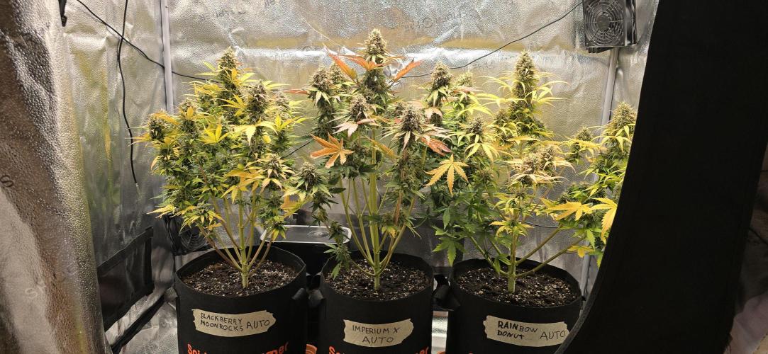 🔥3 Strains Chaos - Anesia Seeds grow. Week 10 - All 3 Day 68
