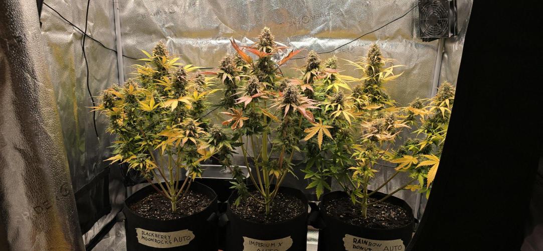🔥3 Strains Chaos - Anesia Seeds grow. Week 10 - All 3 Day 69