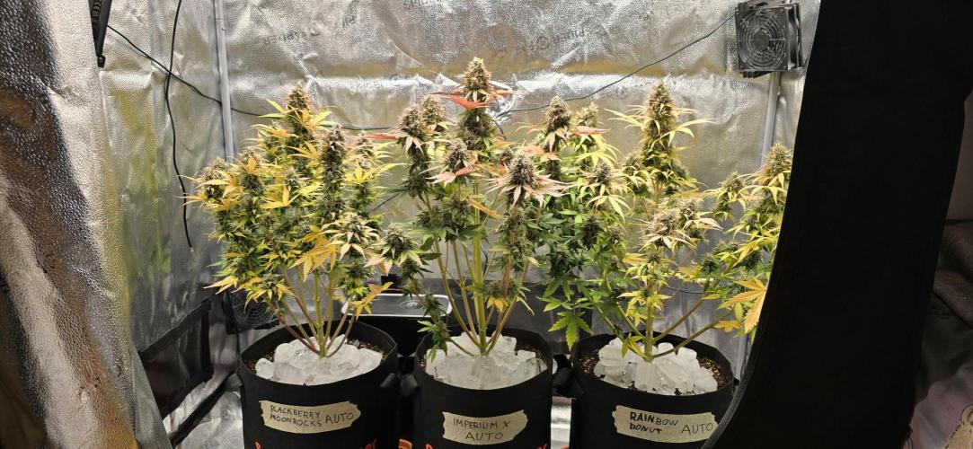 🔥3 Strains Chaos - Anesia Seeds grow. Week 10 - All 3 Day 70