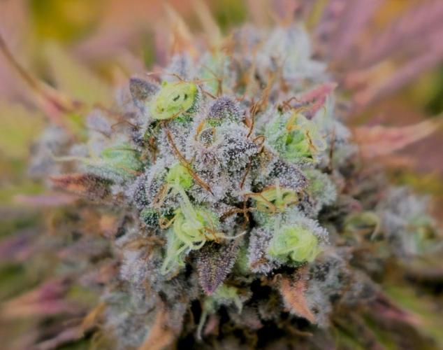 🔥3 Strains Chaos - Anesia Seeds grow. Week 10 - 🔥