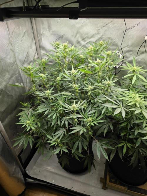 🍋Monster Lemon Cherry Gelato🍒🍦. Week 11