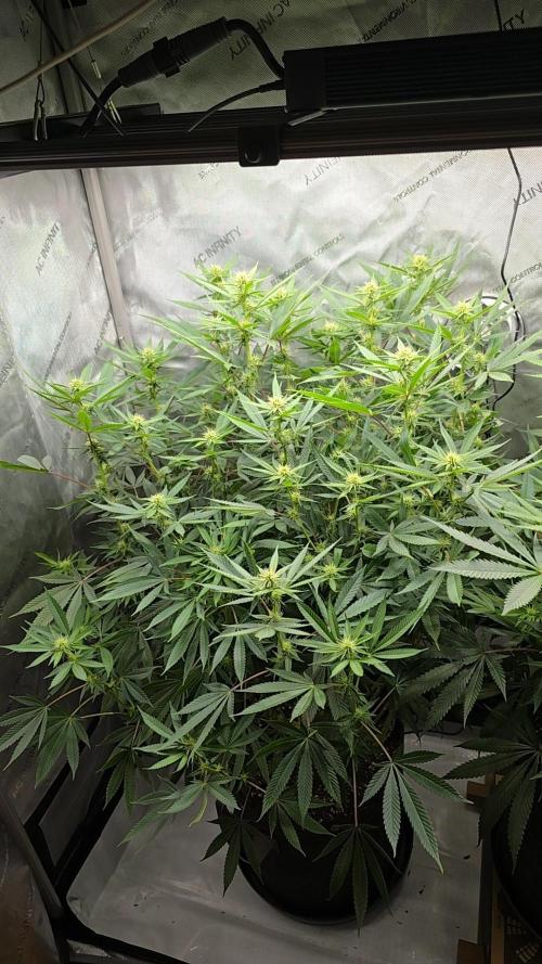 🍋Monster Lemon Cherry Gelato🍒🍦. Week 11