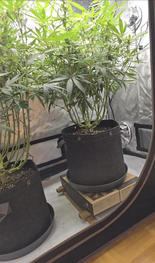 🍋Monster Lemon Cherry Gelato🍒🍦. Week 11