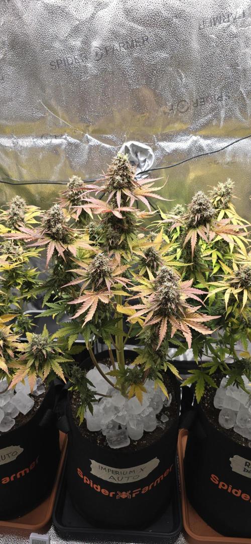 🔥3 Strains Chaos - Anesia Seeds grow. Week 11 - Imperium X Day 71