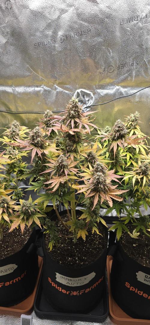 🔥3 Strains Chaos - Anesia Seeds grow. Week 11 - Imperium X Day 72