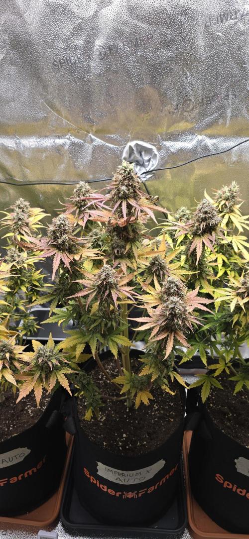 🔥3 Strains Chaos - Anesia Seeds grow. Week 11 - Imperium X Day 73 (Harvest Day)