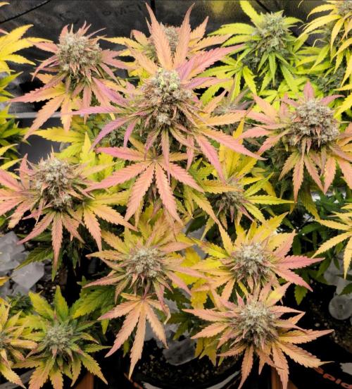 🔥3 Strains Chaos - Anesia Seeds grow. Week 11 - (Harvest Day)