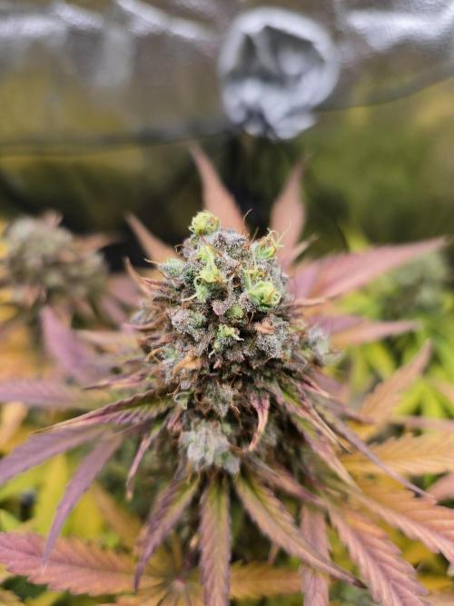 🔥3 Strains Chaos - Anesia Seeds grow. Week 11