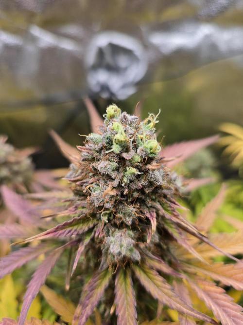 🔥3 Strains Chaos - Anesia Seeds grow. Week 11