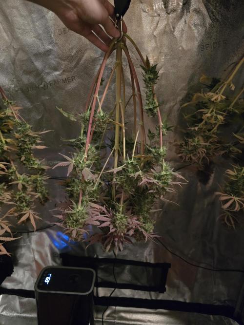 🔥3 Strains Chaos - Anesia Seeds grow. Week 11
