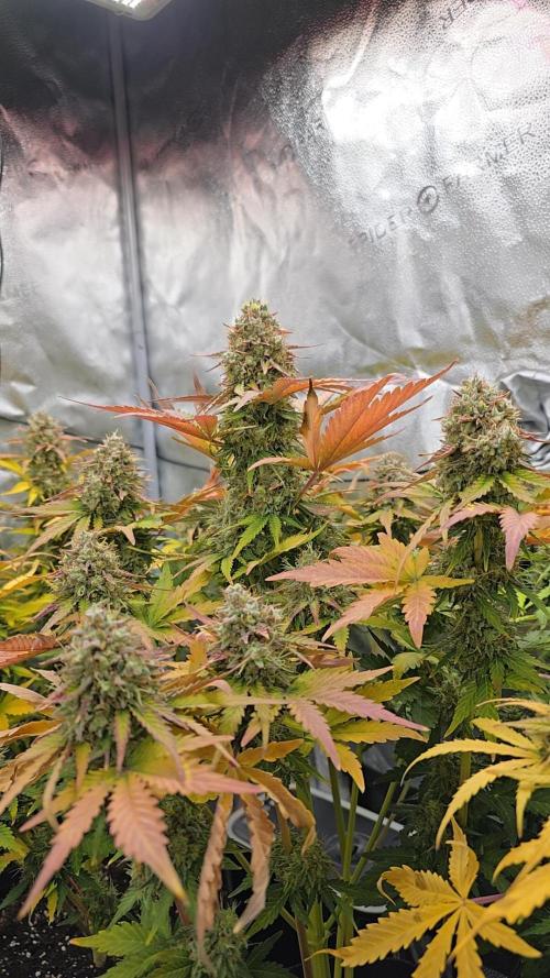 🔥3 Strains Chaos - Anesia Seeds grow. Week 11