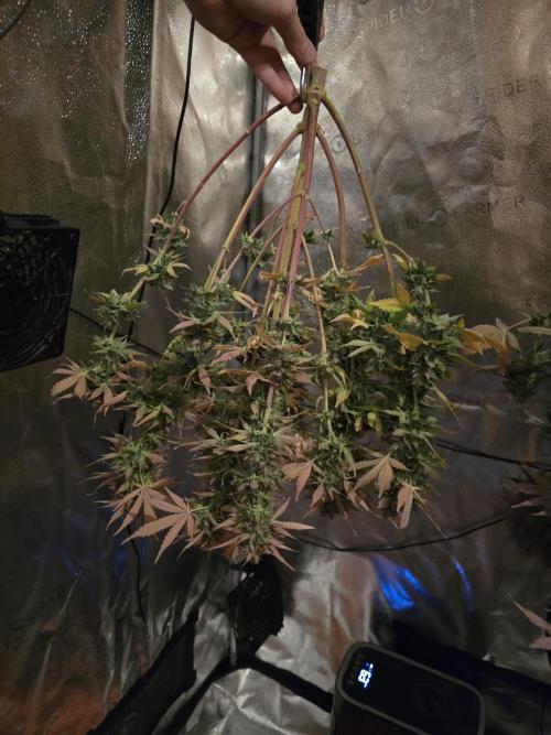 🔥3 Strains Chaos - Anesia Seeds grow. Week 11 - she hanging haha