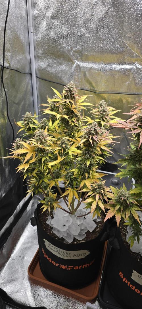 🔥3 Strains Chaos - Anesia Seeds grow. Week 11 - Blackberry Moonrocks Day 71