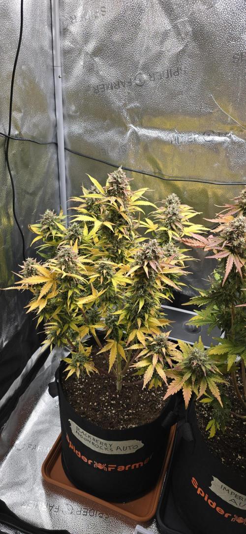 🔥3 Strains Chaos - Anesia Seeds grow. Week 11 - Blackberry Moonrocks Day 72