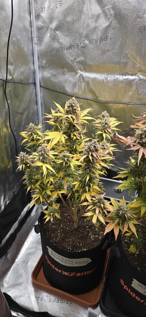 🔥3 Strains Chaos - Anesia Seeds grow. Week 11 - Blackberry Moonrocks Day 73 (Harvest Day)