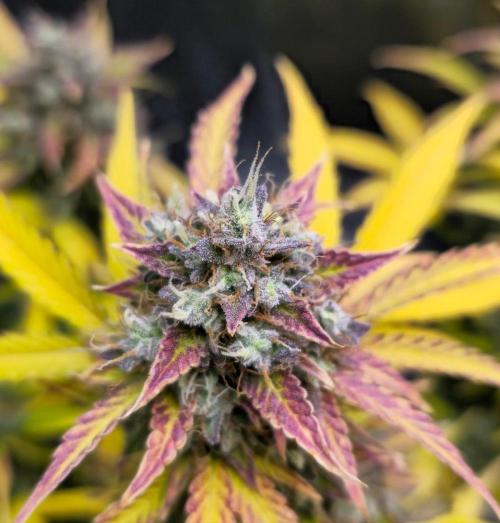 🔥3 Strains Chaos - Anesia Seeds grow. Week 11