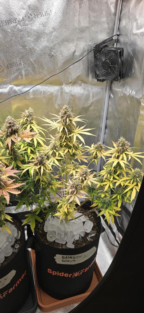🔥3 Strains Chaos - Anesia Seeds grow. Week 11 - Rainbow Donut Day 71