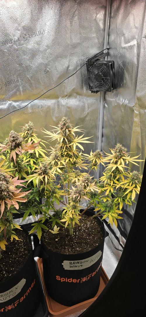 🔥3 Strains Chaos - Anesia Seeds grow. Week 11 - Rainbow Donut Day 72