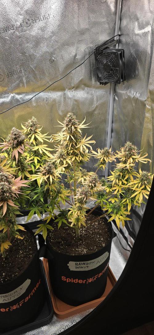 🔥3 Strains Chaos - Anesia Seeds grow. Week 11 - Rainbow Donut Day 73 (harvest day)