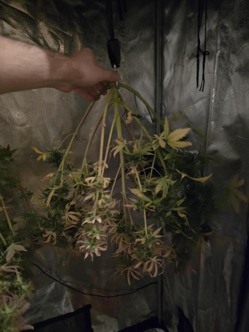 🔥3 Strains Chaos - Anesia Seeds grow. Week 11 - harvest day yeet