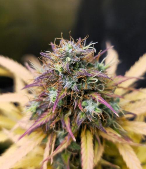 🔥3 Strains Chaos - Anesia Seeds grow. Week 11 - she for sure was an rainbow haha