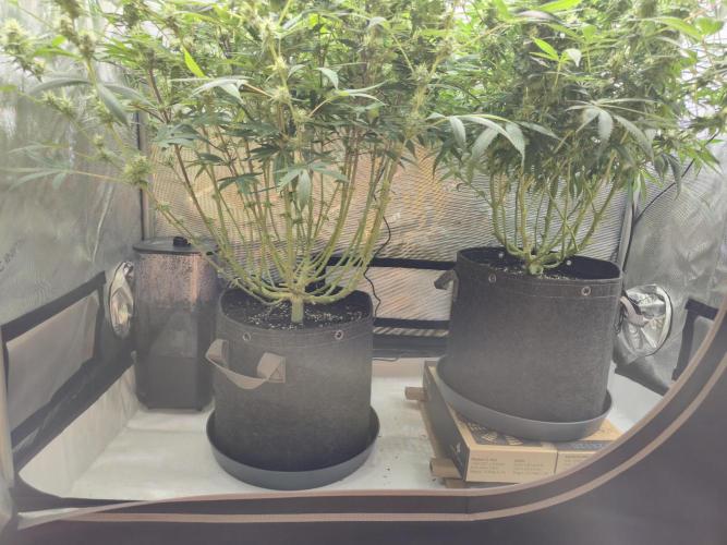 🍋Monster Lemon Cherry Gelato🍒🍦. Week 13 - 💪