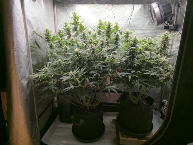 🍋Monster Lemon Cherry Gelato🍒🍦. Week 13 - huge 💪