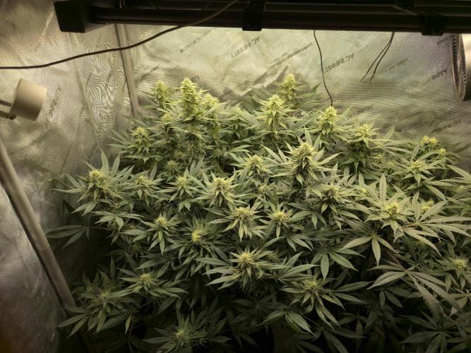 🍋Monster Lemon Cherry Gelato🍒🍦. Week 13 - 💪