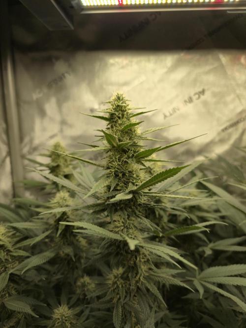 🍋Monster Lemon Cherry Gelato🍒🍦. Week 13 - nice fat buds